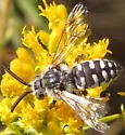Brachymelecta californica - photo 4