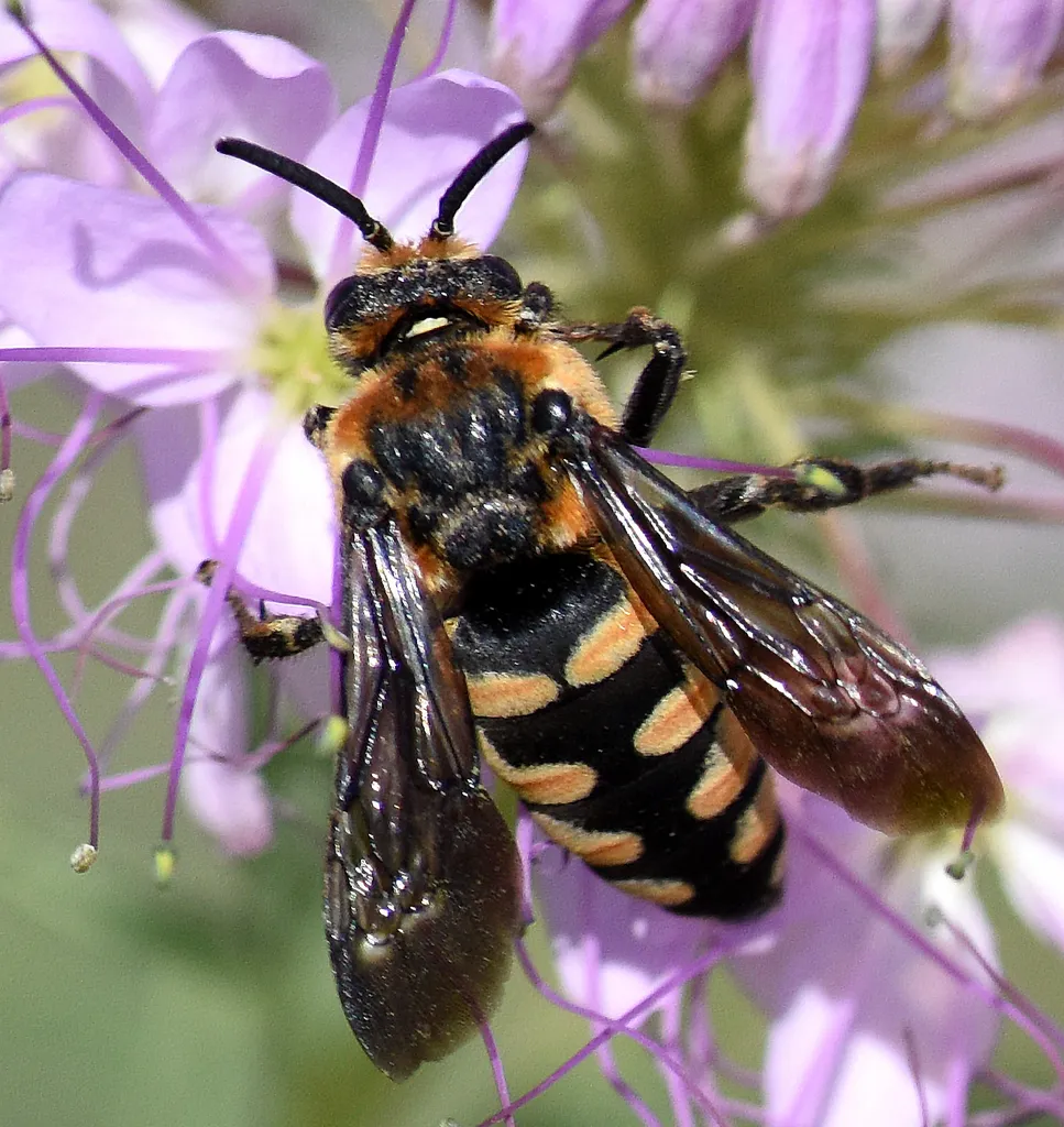 Brachymelecta interrupta - photo 2