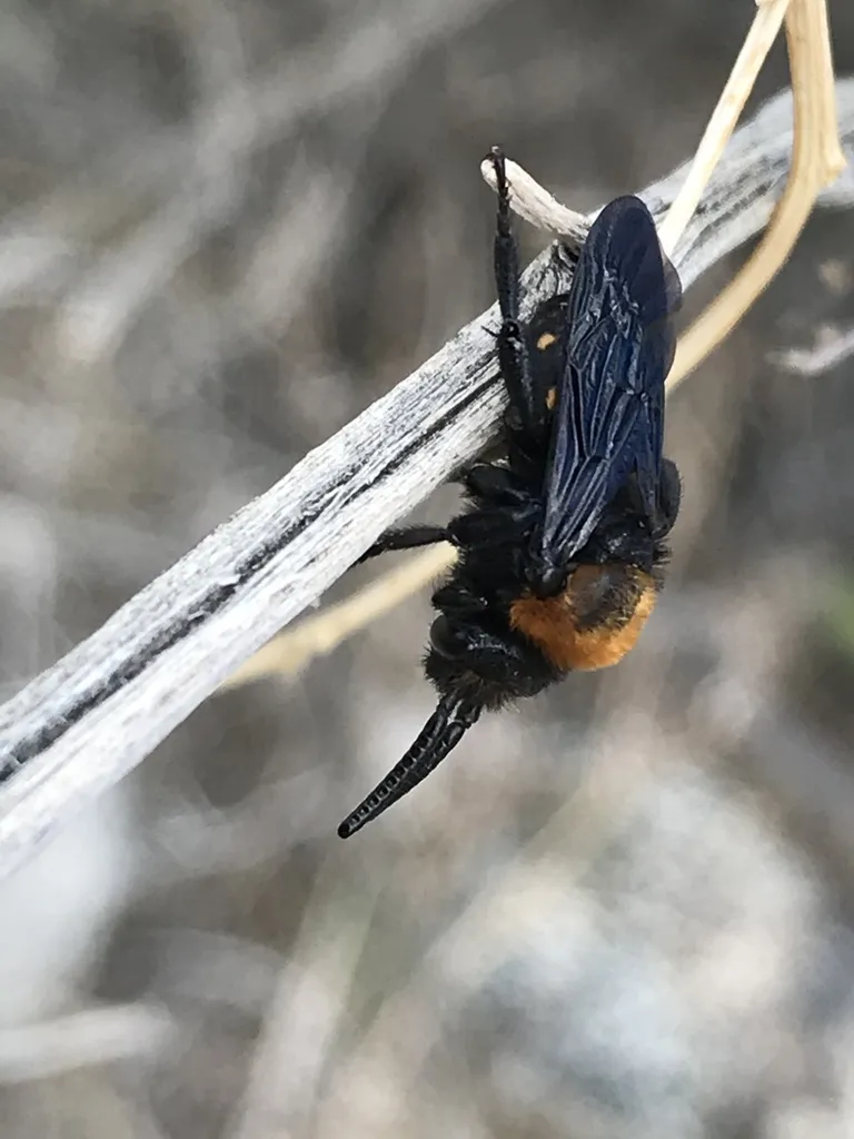 Brachymelecta larreae - photo 2