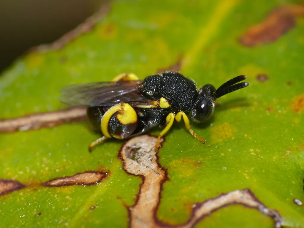 Brachymeria femorata - photo 2