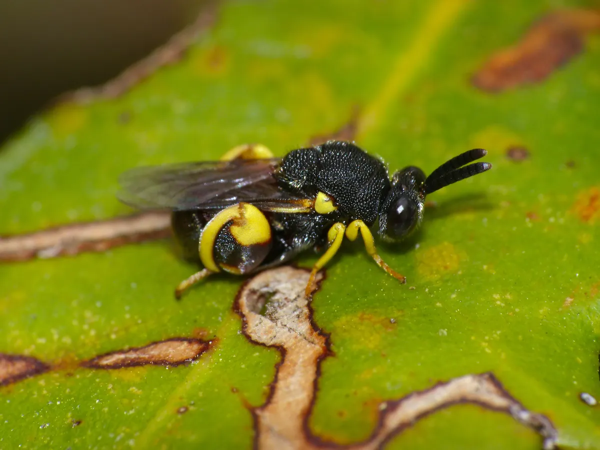 Brachymeria femorata - photo 3