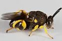 Brachymeria flavipes