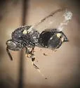 Brachymeria hammari