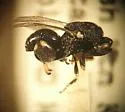 Brachymeria hammari - photo 2