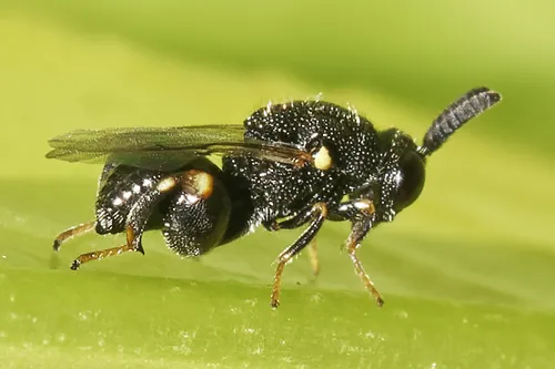 Brachymeria minuta