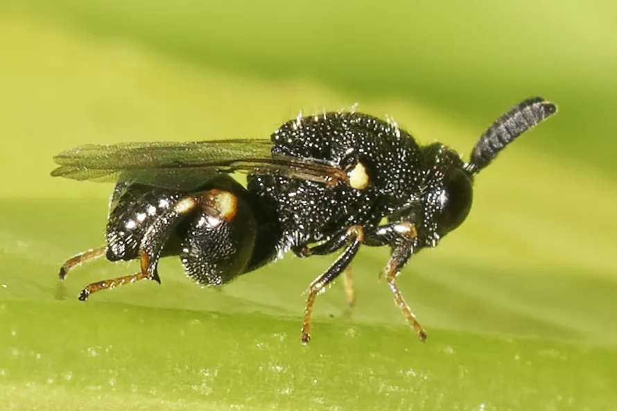 Brachymeria minuta - photo 2
