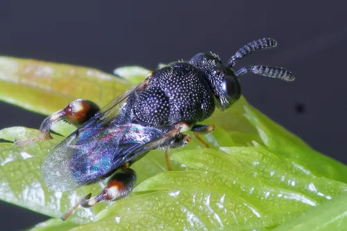 Brachymeria obtusata