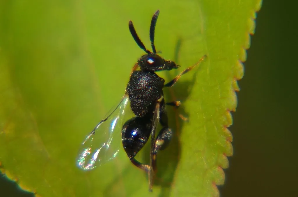 Brachymeria ovata