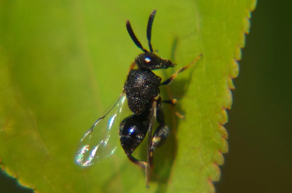 Brachymeria ovata - photo 3