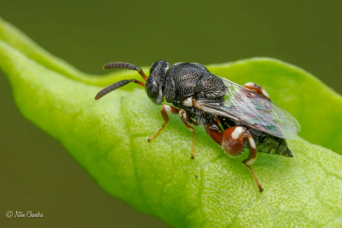 Brachymeria podagrica - photo 3