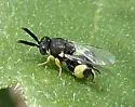 Brachymeria tegularis - photo 5