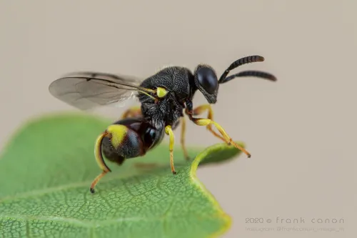 Brachymeria tibialis