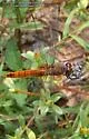 Red-tailed Pennant