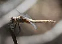 Red-tailed Pennant - photo 2