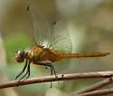 Red-tailed Pennant - photo 3