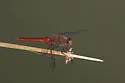 Red-tailed Pennant - photo 4