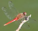Red-tailed Pennant - photo 5