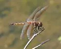 Tawny Pennant - photo 2