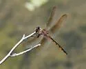 Tawny Pennant - photo 3