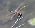 Tawny Pennant - photo 4