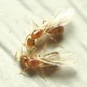 Brachymyrmex depilis