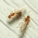 Brachymyrmex depilis - photo 2