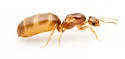 Brachymyrmex depilis - photo 3