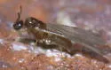 Brachymyrmex depilis - photo 4