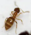 Brachymyrmex depilis - photo 5