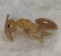 Brachymyrmex minutus