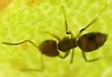 Brachymyrmex obscurior