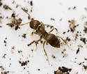 Brachymyrmex obscurior - photo 2
