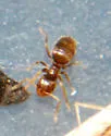Brachymyrmex obscurior - photo 3