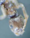 Brachymyrmex obscurior - photo 4