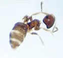Brachymyrmex obscurior - photo 5