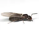 Brachymyrmex patagonicus - photo 2