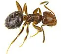 Brachymyrmex patagonicus - photo 4