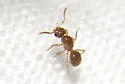 Tiny Queen Brachymyrmex