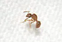 Tiny Queen Brachymyrmex - photo 2