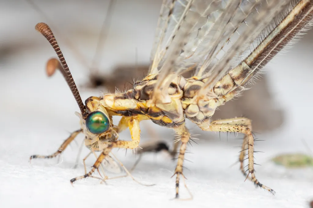 Brachynemurus abdominalis