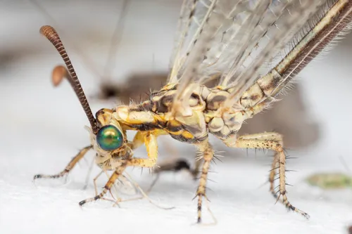 Brachynemurus abdominalis - photo 2