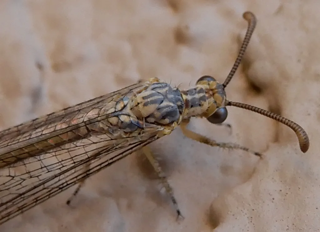 Brachynemurus blandus - photo 2
