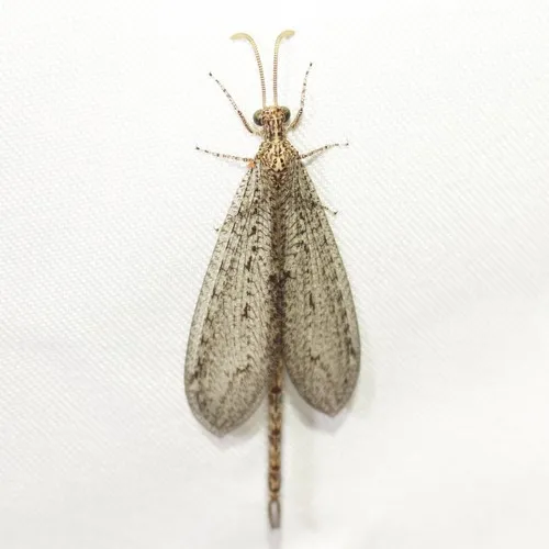 Brachynemurus californicus