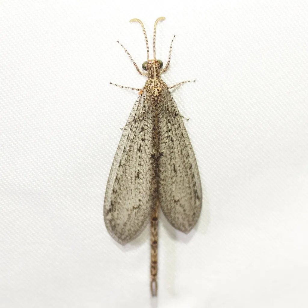 Brachynemurus californicus - photo 2