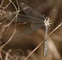 Brachynemurus elongatus