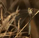 Brachynemurus elongatus - photo 2