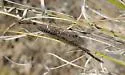 Brachynemurus ferox