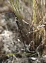 Brachynemurus ferox - photo 2