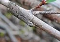Brachynemurus ferox - photo 3