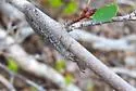 Brachynemurus ferox - photo 4